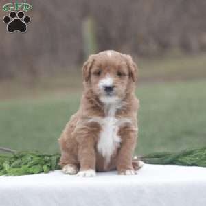 Frosty, Goldendoodle Puppy